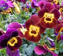 pansies in a flower pot on the window