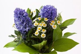 bouquet with purple hyocinths and white daisies
