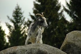 mountain goat nature