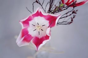 Pink blooming tulip