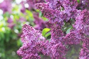 Bush of beautiful lilacs