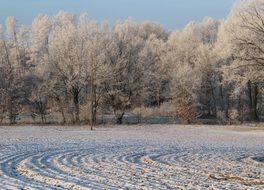 frost in the winter forest