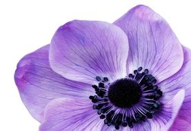 purple anemone close up