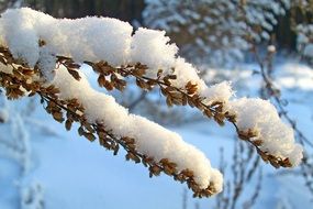 Nature Winter Forest