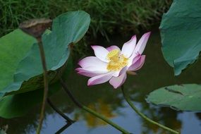 lotus is water lily