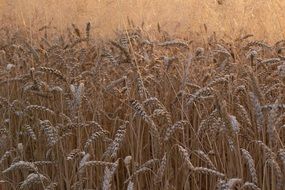 Wheat Corn Ears