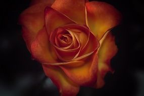 photo of orange rose bud on a dark background