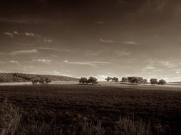Romantic atmosphere on a meadow