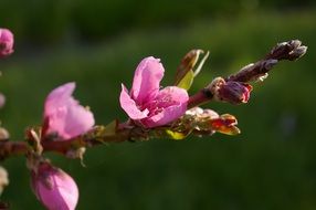 peach branch with pink flowers