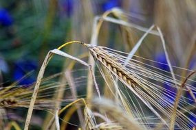 Macro photo of cereals plants