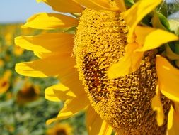 beautiful sunflower