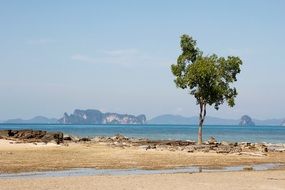 tree with green leaves on the beach