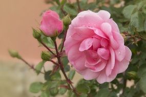 tender pink rose flowers close-up on blurred background