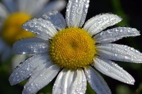 picturesque Daisies