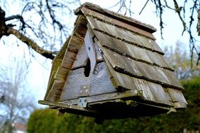 wooden feeding trough on a tree in a black forest