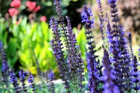 purple salwa flowers in the garden
