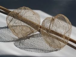 empty dry seed heads of physalis with Shadows
