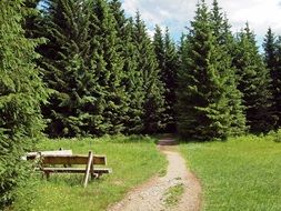 hiking path in a dense fir forest