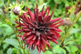 dark red dahlia flower