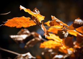 yellow leaves on a branch in the sun