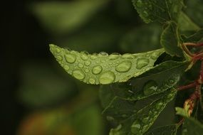 green foliage in raindrops close up