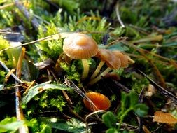 orange mushrooms among green grass