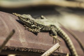 lizard on a tiled roof
