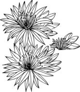 outline drawing of wild flowers
