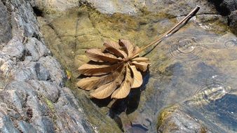 Brown dried leaf