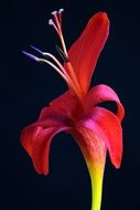 Picture of crocosmia masoniorum