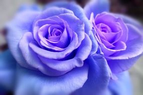 Rose Flower Blue Nature Floral