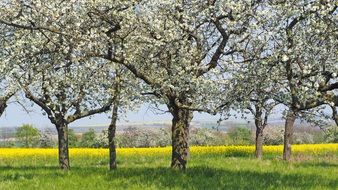 Cherry Blossom Field