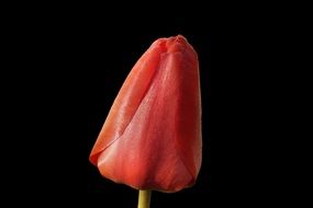 red tulip bud on a black background