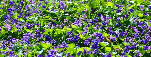 purple spring flowers in the bright sun
