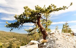 green tree on the rock