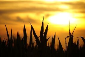 grass silhouette during sunset