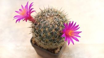 picturesque Cactus Flower