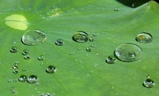 big water drops on green leaf plant