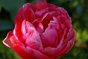 peony flower bulb close-up on blurred background