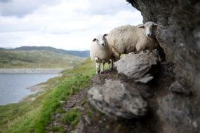 sheep on the rocks in Norway