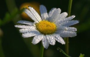 daisy in rain drops close up