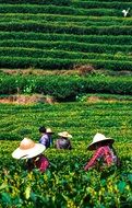 green plantation workers