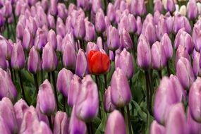 purple and red tulips in Berlin