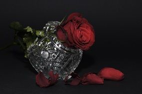 Red Rose Petals black scene