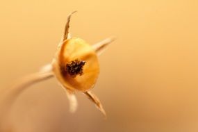 picturesque Brown Flower