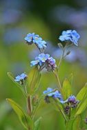 forget me not blossom close-up on blurred background