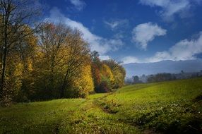 Green meadow in autumn time