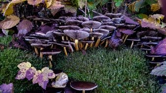purple mushrooms on the forest cover