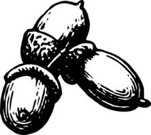 black and white graphic image of three acorns