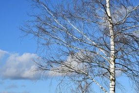 birch on a background of blue sky with clouds